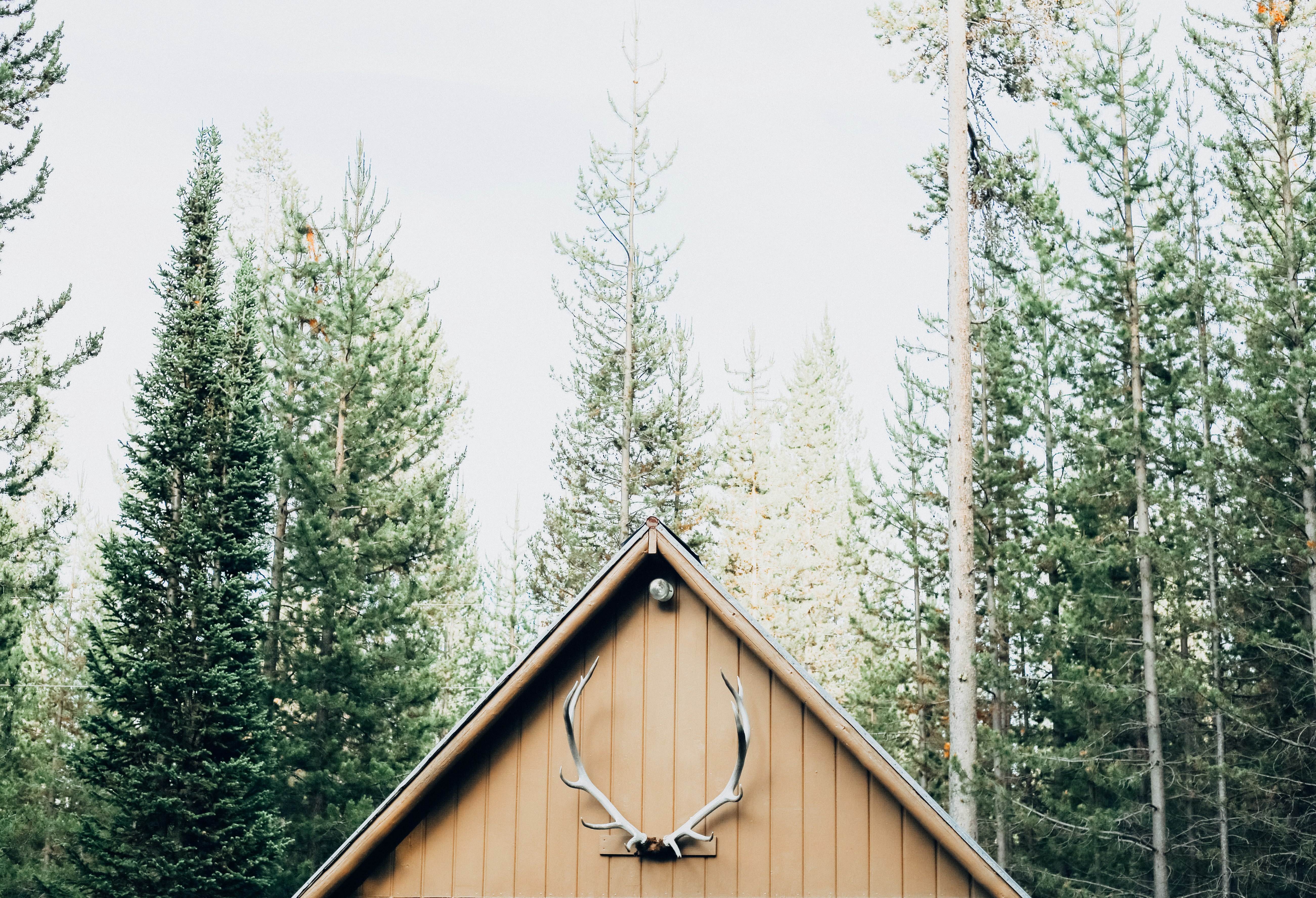 house inside forest